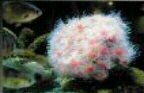 Strawberry Furanone